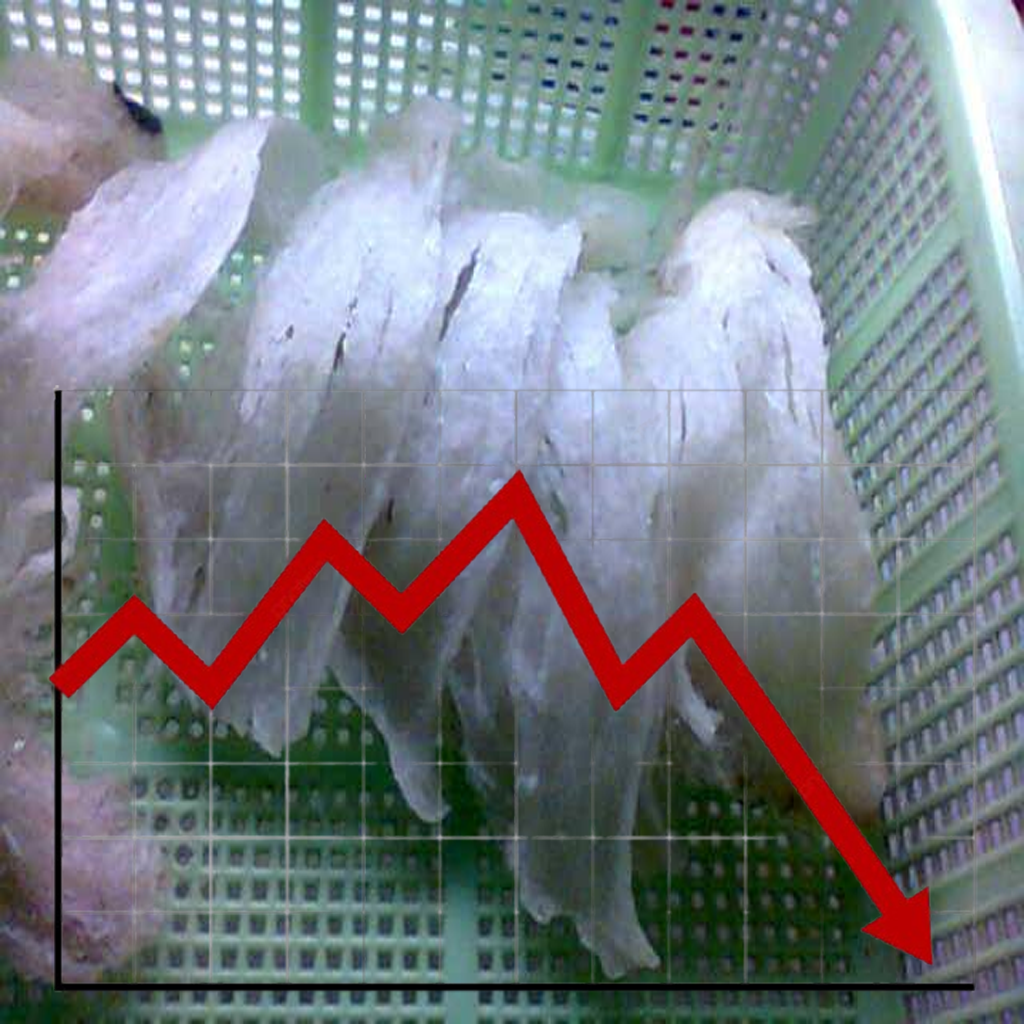 Dilema Emas Putih: Mengapa Harga Sarang Walet Terus Menurun dari Tahun ke Tahun?