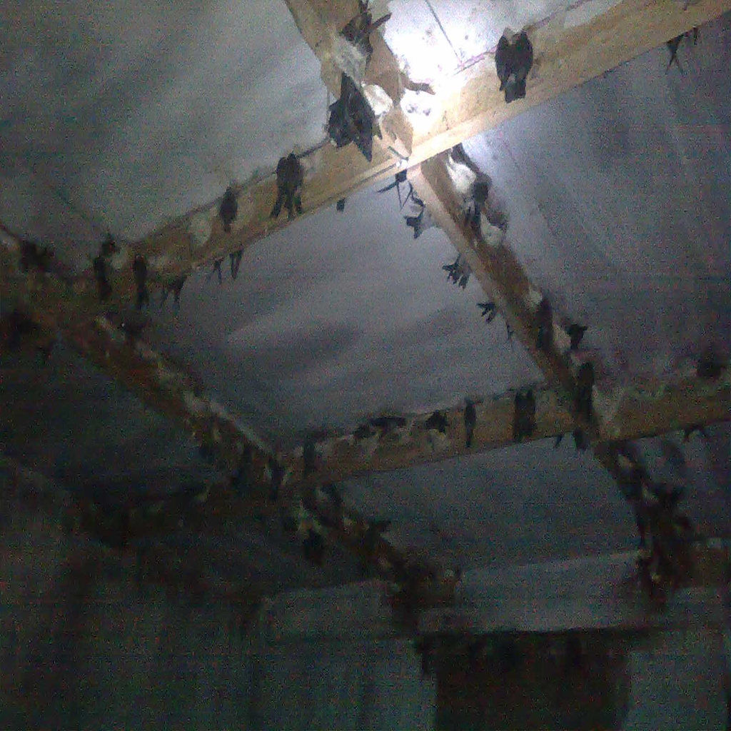 Bedah Rahasia Tata Ruang Gedung Walet: Kunci Utama Burung Betah dan Cepat Bersarang