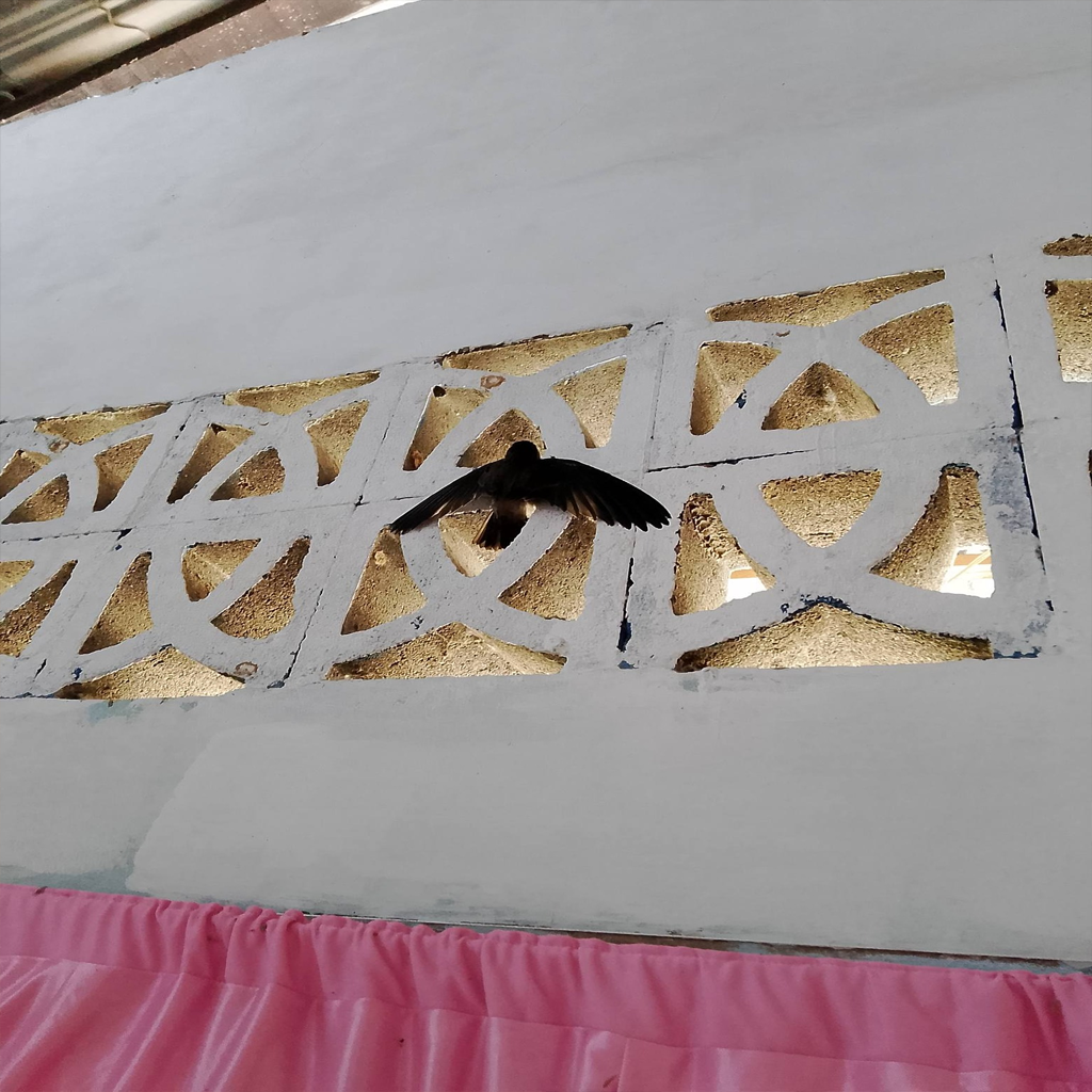 Burung Walet Masuk Rumah: Antara Mitos Pembawa Keberuntungan dan Fakta Ilmiah yang Perlu Anda Tahu