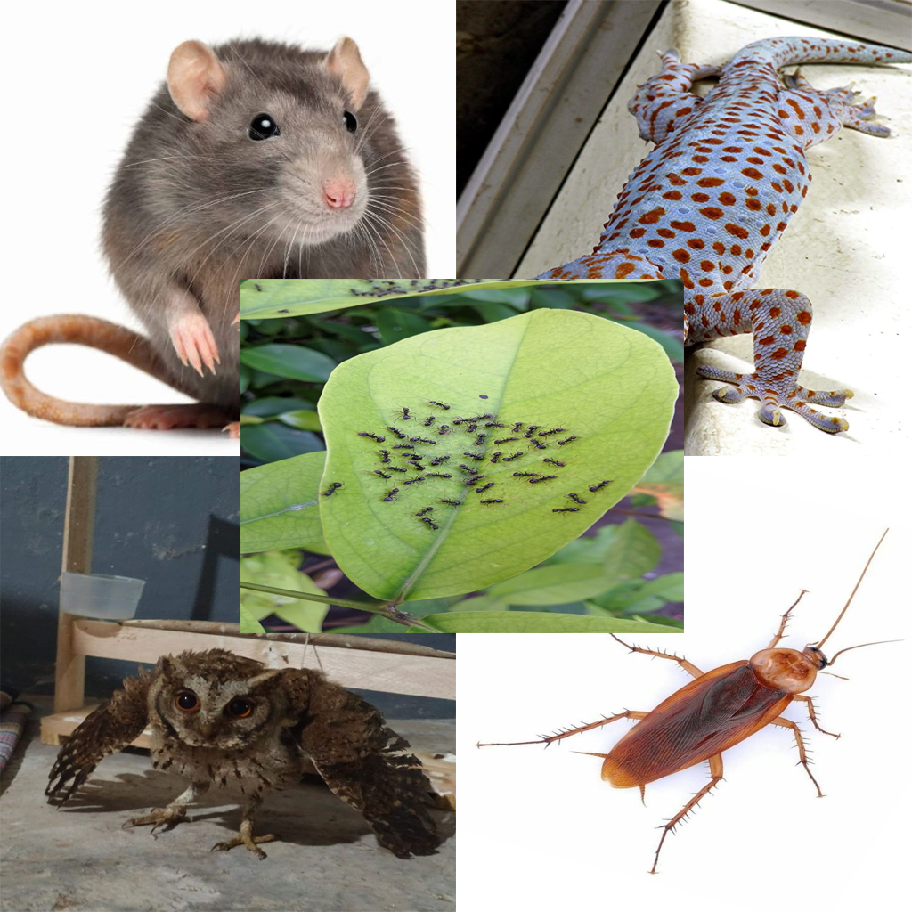 Waspada! Inilah Jenis Hama Gedung Walet yang Bisa Bikin Gagal Panen